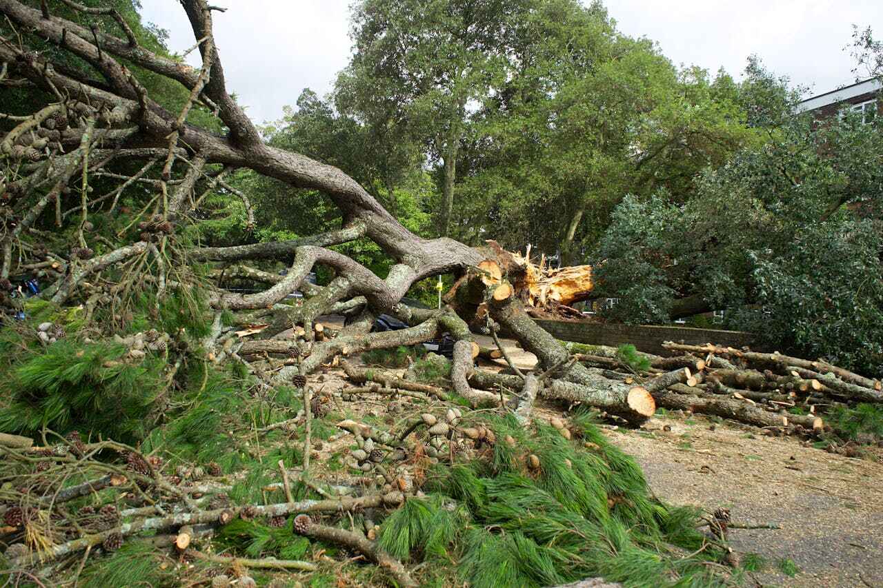 Best Tree Cutting Near Me  in USA